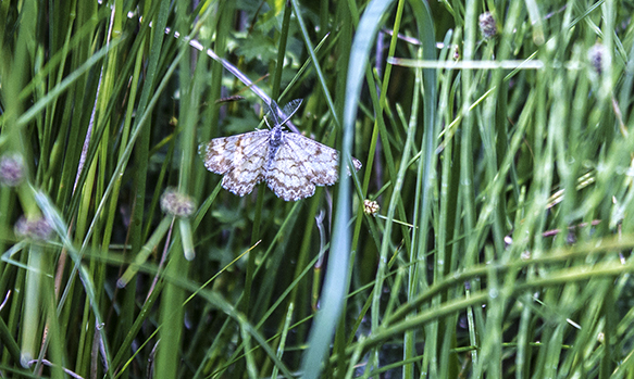 farfalla ciliata -Ematurga atomaria, Geometridae